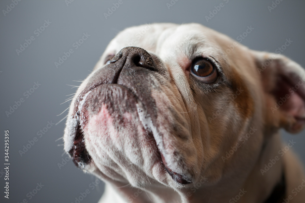 Portrait of a bulldog looking upward.