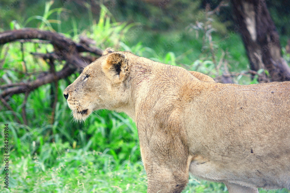 Wet lioness Wet lioness