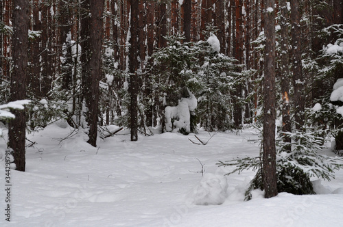 Wallpaper Mural Landscape with snow-covered trees near the city of Tomsk in Siberia in Russia Torontodigital.ca