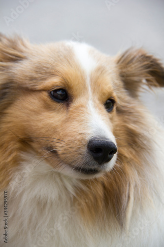 Portrait of a Sheltie dog. © Spring