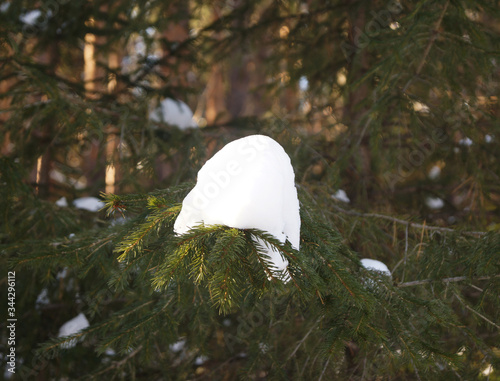 Landscape with snow-covered trees near the city of Tomsk in Siberia in Russia