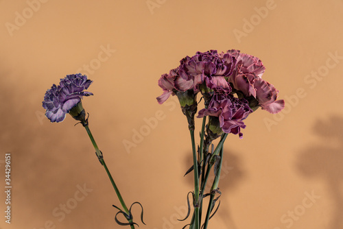 Bouquet of dark purple carnations and single violet carnation isolated on hazelnut background