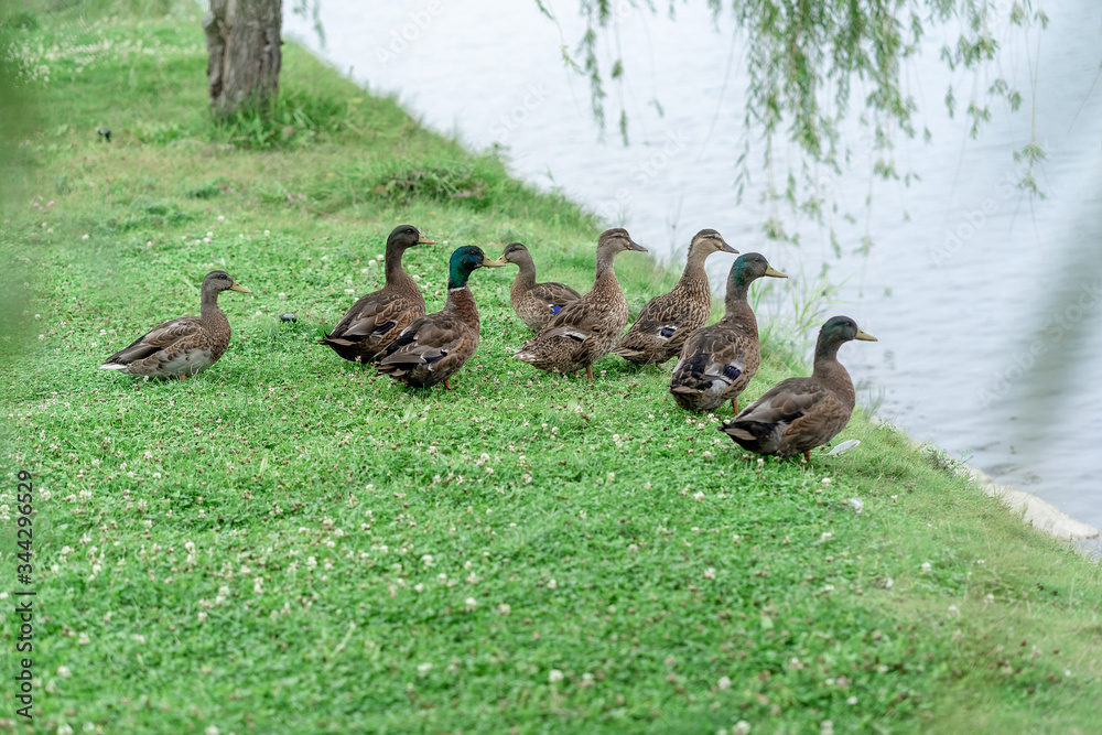 ducks on the lake ducks on the lake