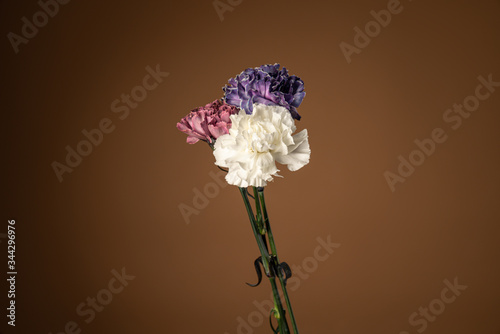 White, purple and violet carnation flowers isolated on rose taupe background