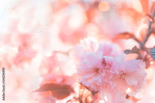 flowers background. Beautiful floral spring abstract background of nature. Soft focus  toned picture  copy space.