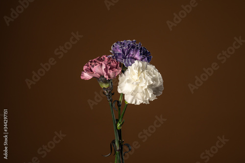 Colorful bouquet of carnation flowers isolated on dark olive background