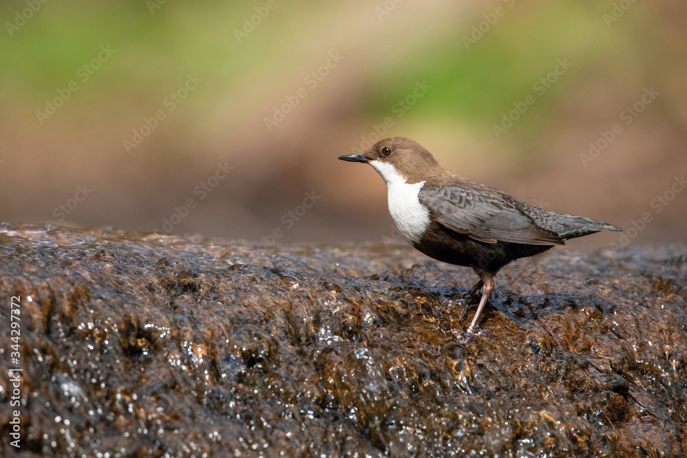 The White-throated dipper, Cinclus cinclus The bird is perched in the creek in colorful forest in the spring Europe Czech Republic Wildlife nature scene. During nesting season, clear runnig water.. The White-throated dipper, Cinclus cinclus The bird is perched in the creek in colorful forest in the spring Europe Czech Republic Wildlife nature scene. During nesting season, clear runnig water..