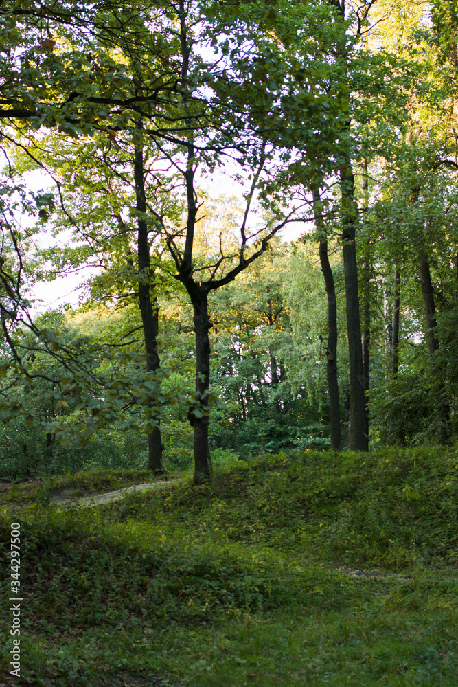 Obraz premium Narrow path lit by soft spring sunlight. Forest spring nature. Spring forest natural landscape with forest trees