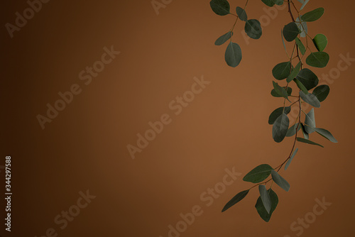 Eucalyptus on brown background. Spring floral background, texture, wallpaper photo