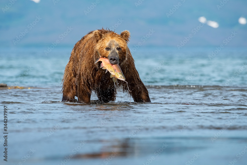 The Kamchatka brown bear, Ursus arctos beringianus catches salmons at Kuril Lake in Kamchatka, in the water The Kamchatka brown bear, Ursus arctos beringianus catches salmons at Kuril Lake in Kamchatka, in the water