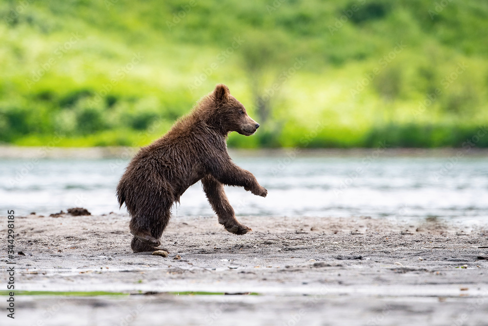 Obraz premium The&nbsp;young Kamchatka&nbsp;brown&nbsp;bear, Ursus arctos beringianus catches salmons at Kuril Lake in Kamchatka, running and playing in the water, action picture