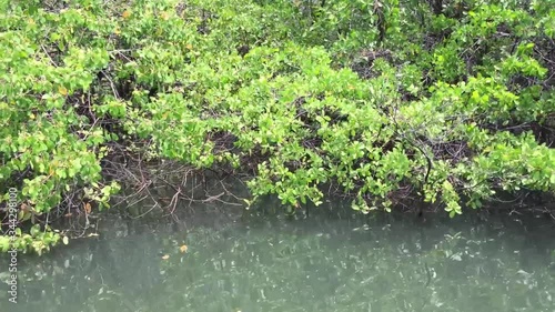 Sailing across the mangrove native vegetation by the riverbank photo