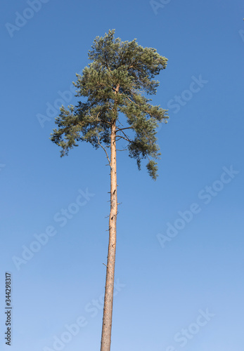 Lonely tall and thin pine tree against a clear blue sky.