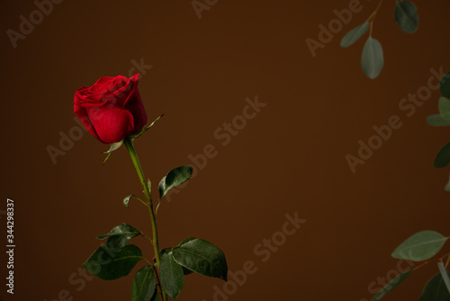 Beautiful red rose isolated on dark brown background with copyspace