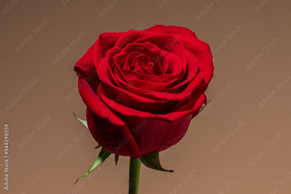 Fototapeta Close up photo of a beautiful red rose isolated on light taupe background