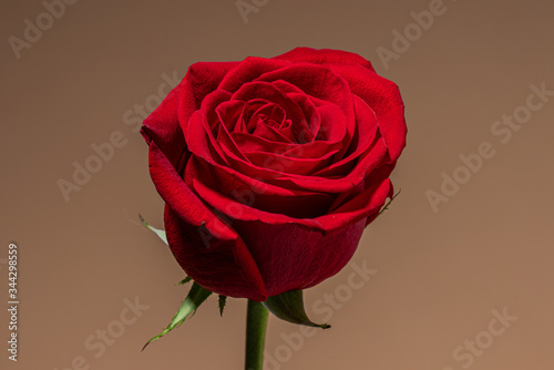 Close up photo of a beautiful red rose isolated on light taupe background