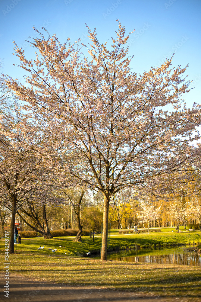Sakura tree on a background of blue sky and green park