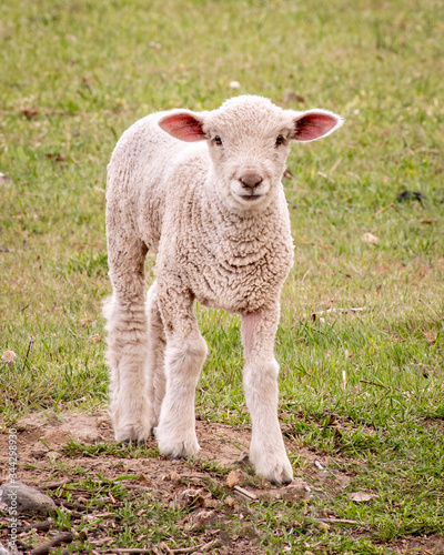 Young lamb standing in a field looking at the camera
