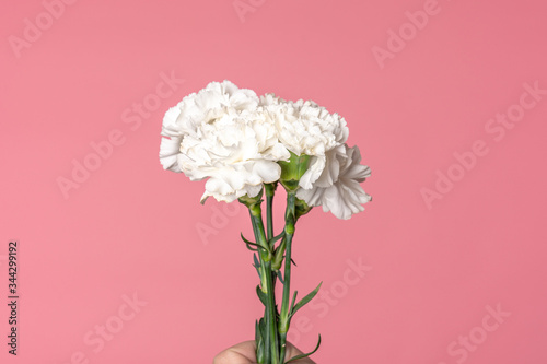 Close up image of a white carnations bouquet isolated on flamingo ping background