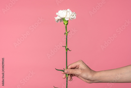 Female hand holds single tender carnation flower isolated on powder pink background