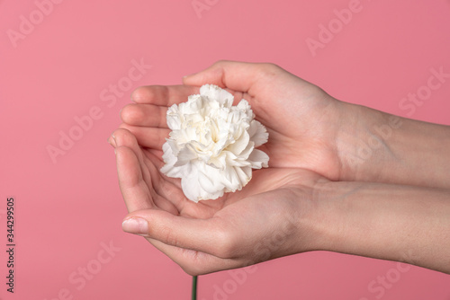 Female palms holding white carnation flowers, close up photo