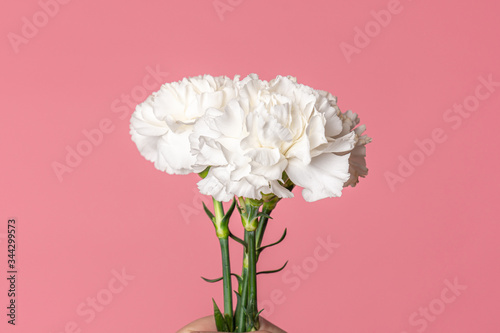 Image of white carnation flowers isolated on fuchsia pink background