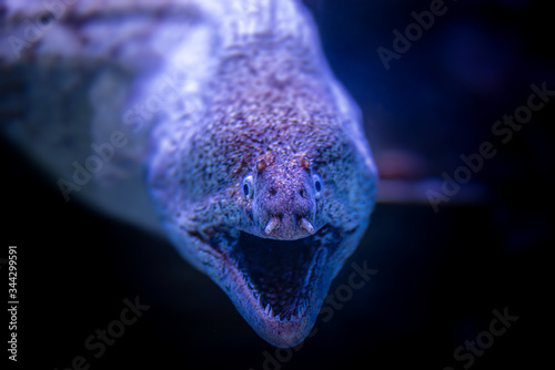 Portrait of a big sea moray eel in swimming in fluorescent light, closeup, details