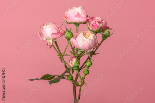 Branch of a floribunda Rose sometimes called R. polyantha isolated on flamingo pink background