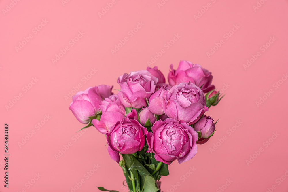 Bouquet of a floribunda Rose sometimes called R. polyantha isolated on pink Bouquet of a floribunda Rose sometimes called R. polyantha isolated on pink