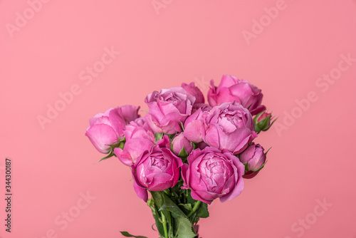 Bouquet of a floribunda Rose sometimes called R. polyantha isolated on pink