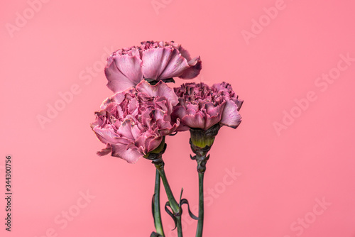 Beautiful blossoming drake and pastel purple carnations flowers isolated on pink