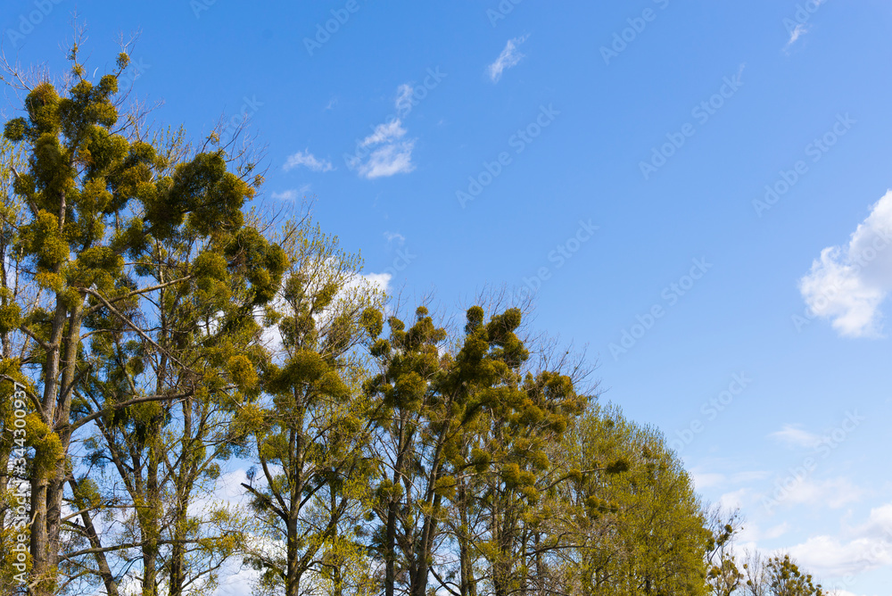 Green mistletoe on trees against the background of blue sky in spring. Mistletoe Tree, Viscum Green mistletoe on trees against the background of blue sky in spring. Mistletoe Tree, Viscum