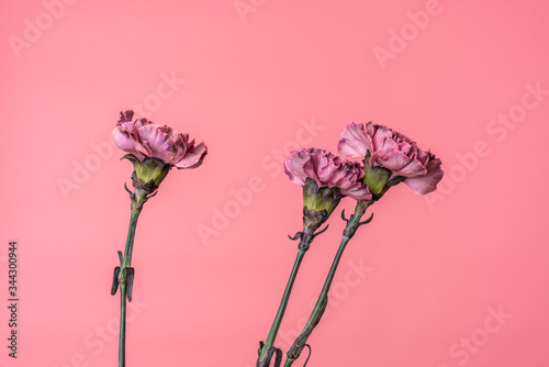 Tender purple carnation flowers isolated on pink lavender background