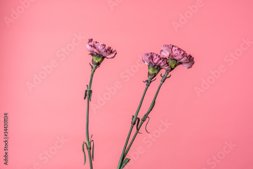 Isolated three purple carnations with stem isolated on pink peach background
