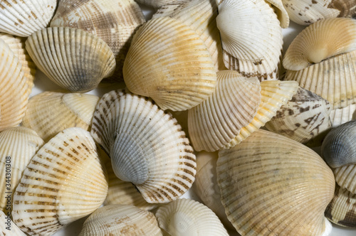 Close up of a bunch of seashells as a background.