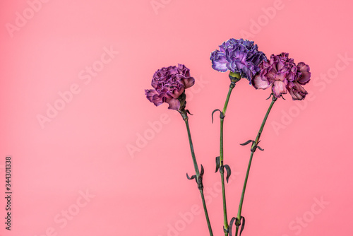 Three carnation flowers - violet and peach pink isolated on soft pink background