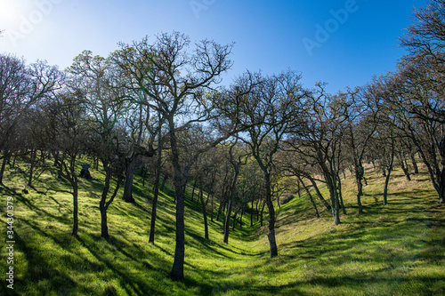 oak trees on a meadow