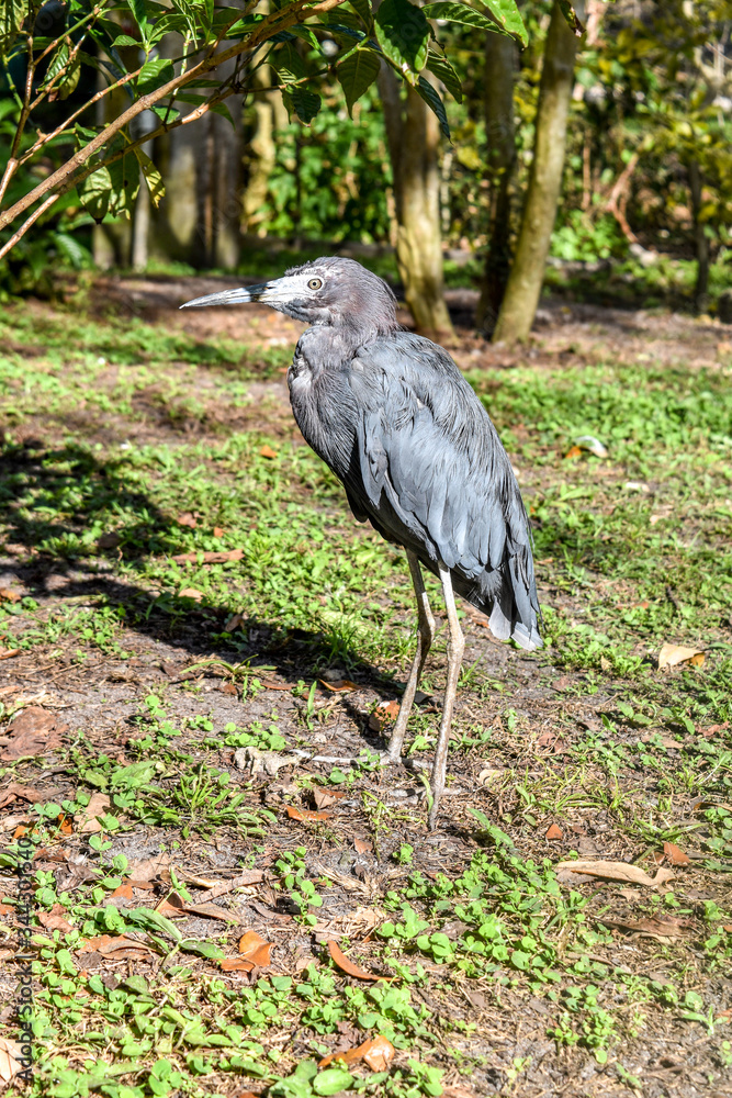 Fototapeta premium Great blue heron in south Florida