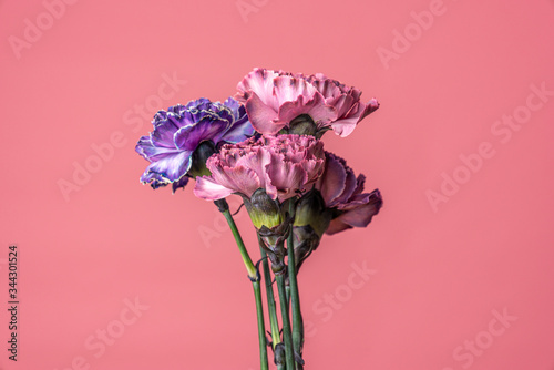 Beautiful carnations flowers. Bouquet of dark violet, purple and pink multicolor flower. Decoration of home. Floral texture