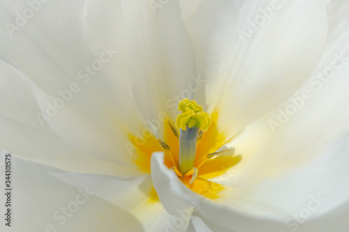 white flower with yellow orange center and pollen