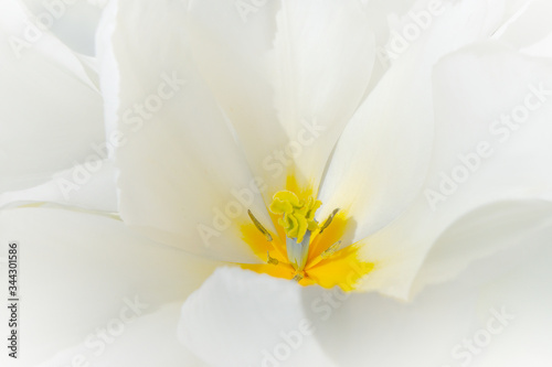 white flower with yellow orange center and pollen