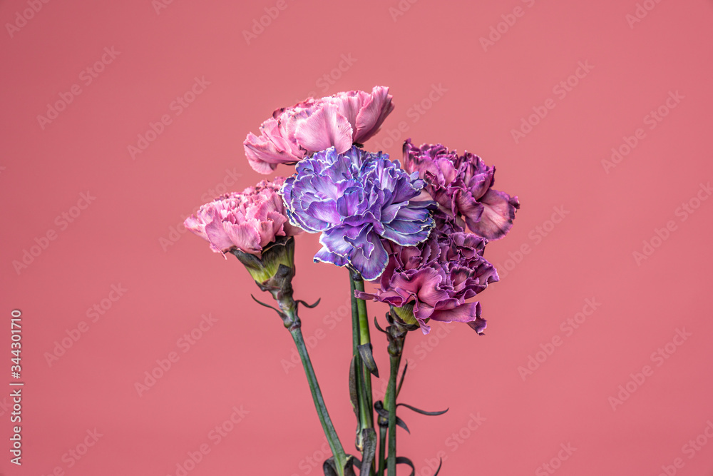 Carnations-fuchsia