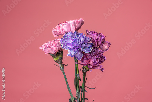 Group of fresh pink, violet, colorful carnation flowers isolated on fuchsia pink