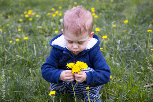 Kid, blonde little boy collecting yellow dandelion on field in blue clothes © csivasz