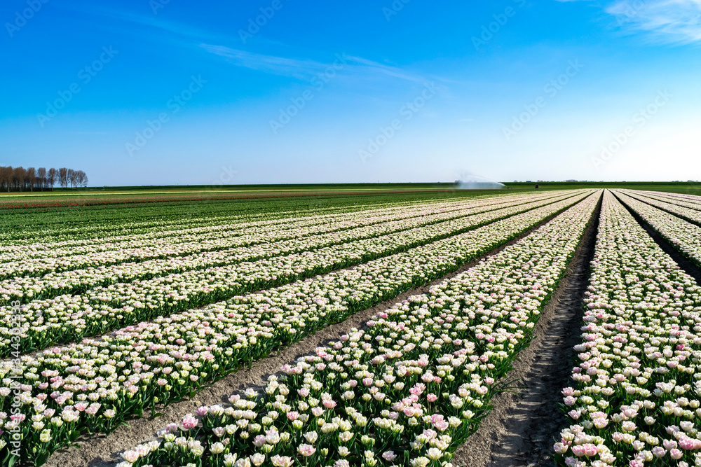 Floral symmetrical rows of pink terry peony tulips with a perspective to the horizon against a bright blue sky, soft colors. Tulip fields in Almere, Netherlands.