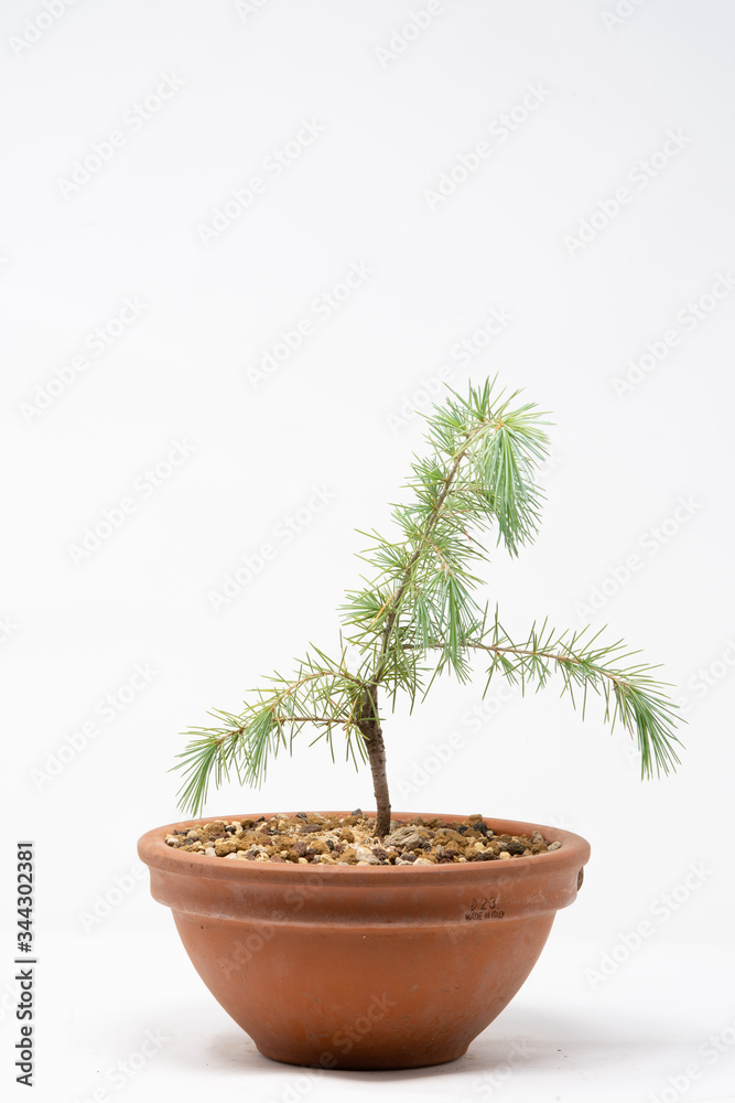 Fototapeta premium Bonsai abete