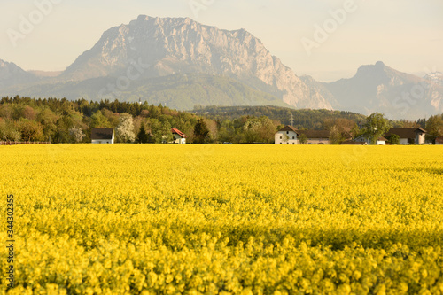 Ein blühendes Rapsfeld in Ohlsdorf mit dem Traunstein im Hintergrund (Salzkammergut, Österreich) - A blooming rapeseed field in Ohlsdorf with the Traunstein in the background (Salzkammergut, Austria) photo