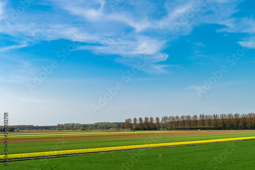 Spring landscape with an open horizon, blue sky, white clouds and multi-colored flower fields with rows of tulips.