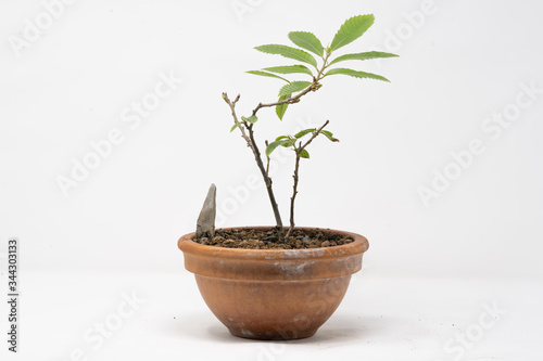 Bonsai castagno