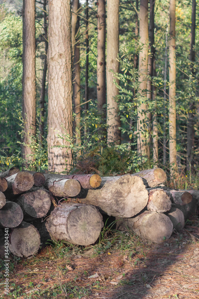 Firewood in a pine forest. Lumber warehouse. A pile of logs. Sawmill industry. A lot of logs. Firewood for construction. A cut of a tree trunk. The problem of deforestation. Blanks for woodworking. Firewood in a pine forest. Lumber warehouse. A pile of logs. Sawmill industry. A lot of logs. Firewood for construction. A cut of a tree trunk. The problem of deforestation. Blanks for woodworking.